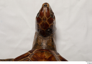 Turtle 8 head 0009.jpg